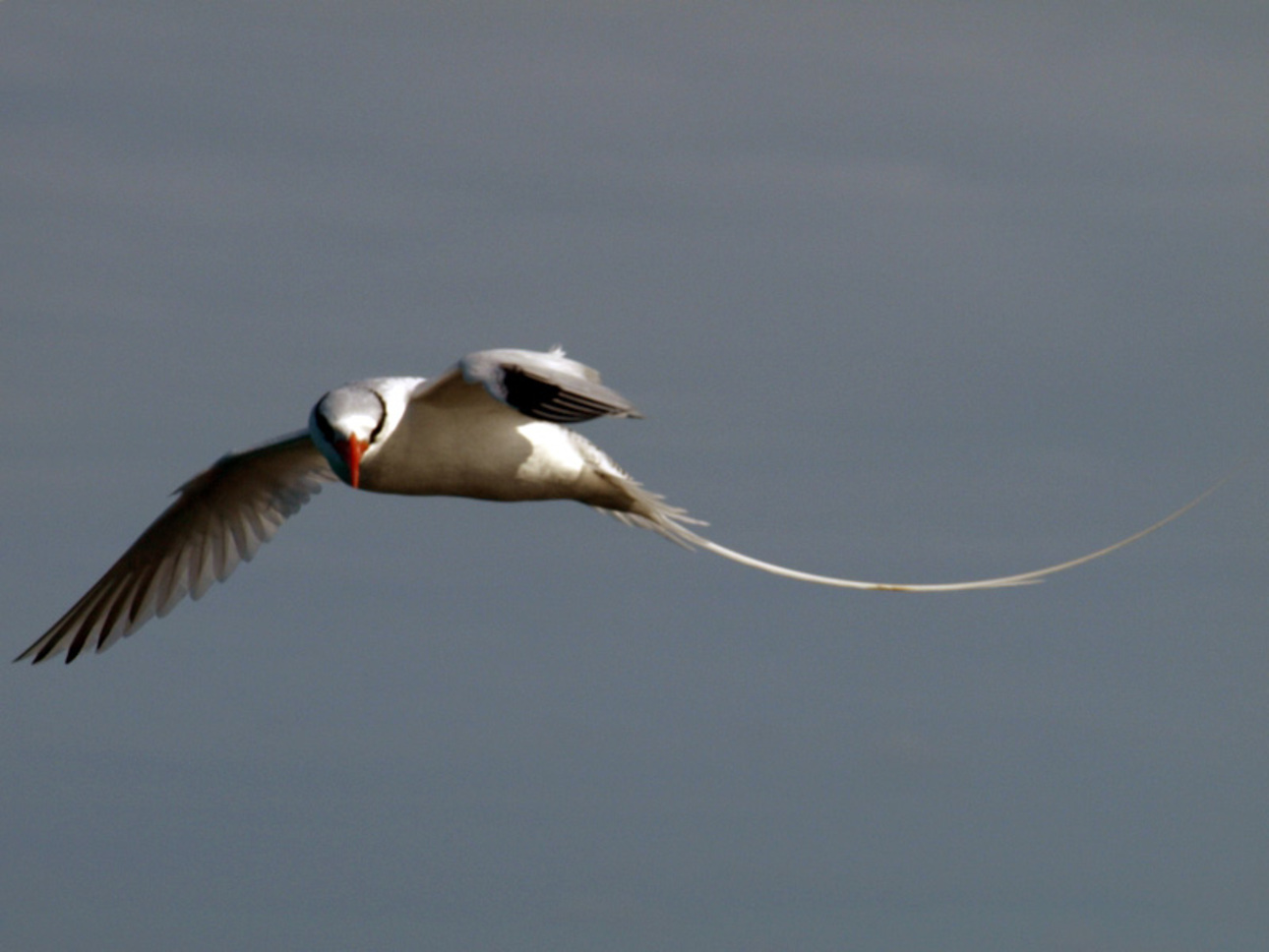 Isla Great Bird en Saint Philip